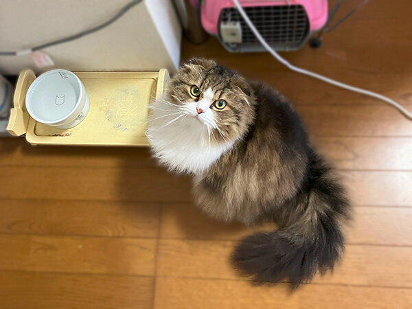  スコティッシュフォールド猫ペットシッター