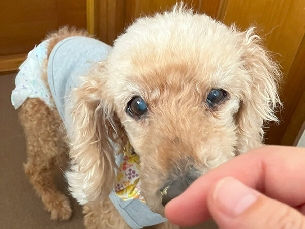 小型犬老犬トイプードルペットシッター