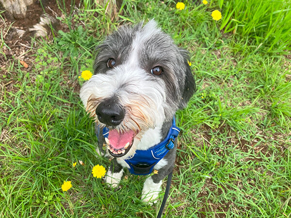 犬ビアテッドコリーペットホテル