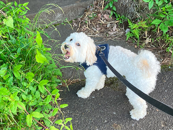 小型犬マルチーズ×トイプードルペットホテル