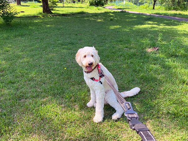 大型犬ゴールデンドゥードルペットホテル