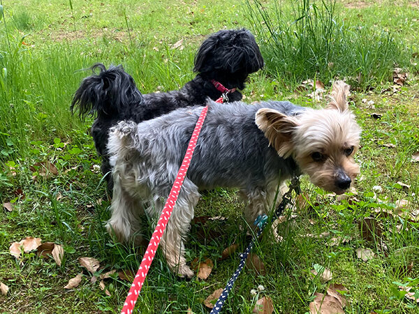 小型犬ヨークシャテリアペットシッター