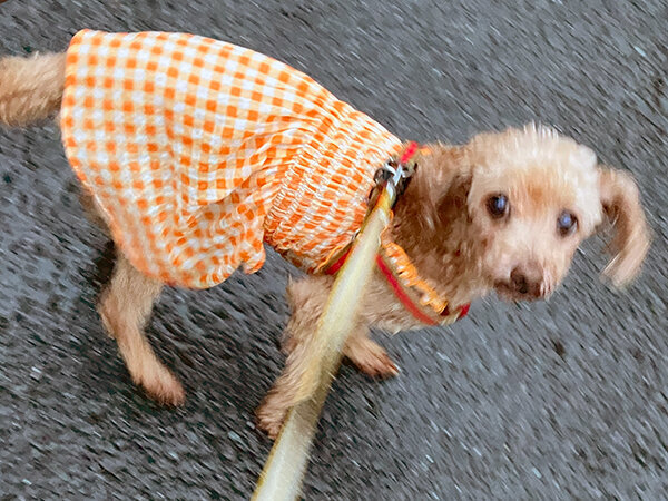 小型犬トイプードルペットシッター