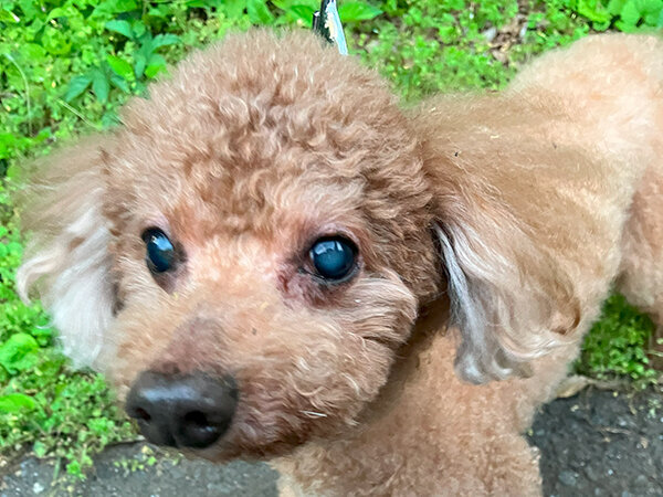 小型犬トイプードルペットホテル