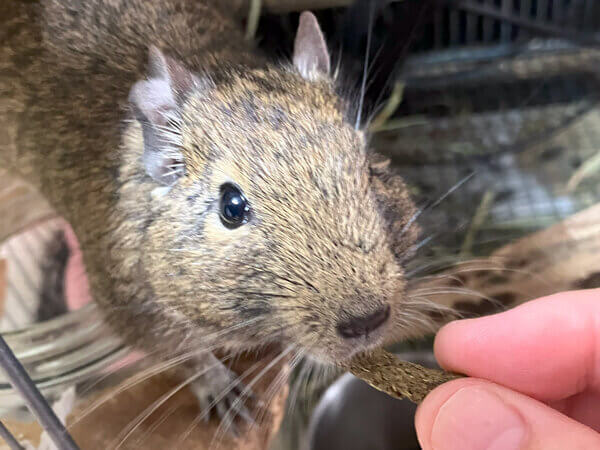 小動物デグーペットシッター