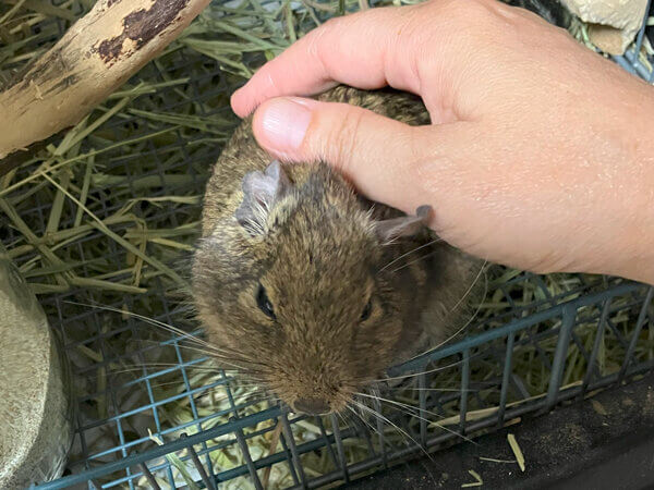 小動物デグーペットシッター