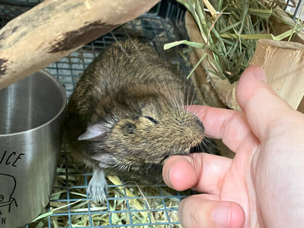 小動物デグーペットシッター