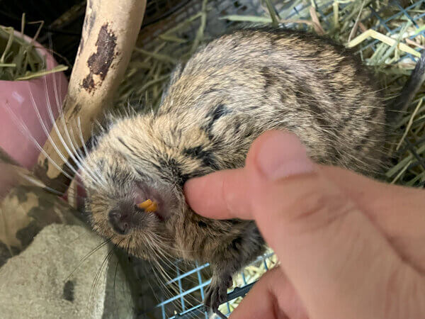 小動物デグーペットシッター