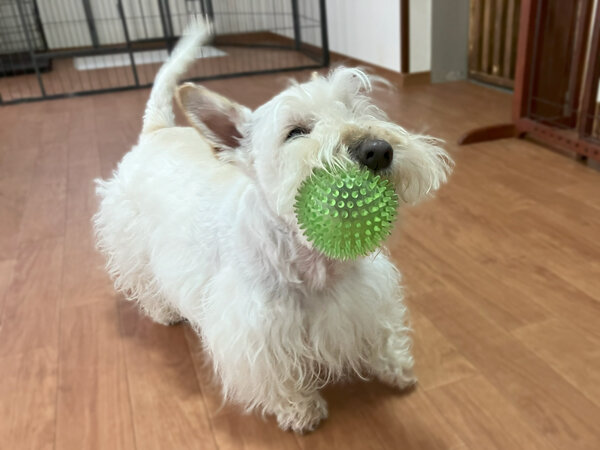  小型犬スコティッシュテリアペットホテル