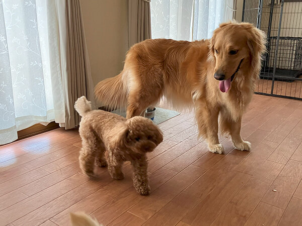 小型犬トイプードルペットシッター