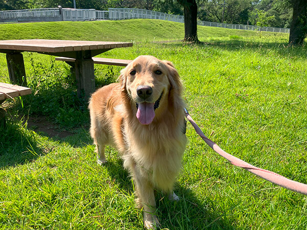 大型犬ゴールデンレトリバーペットホテル