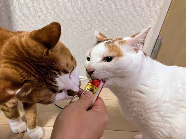 猫ペットシッター