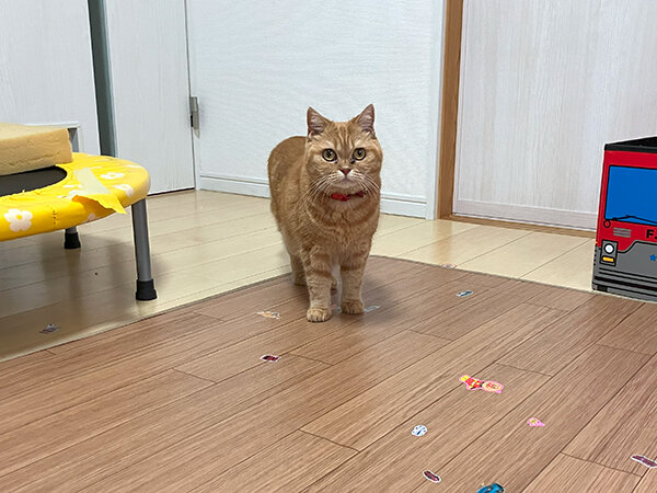 茶トラ猫ペットシッター