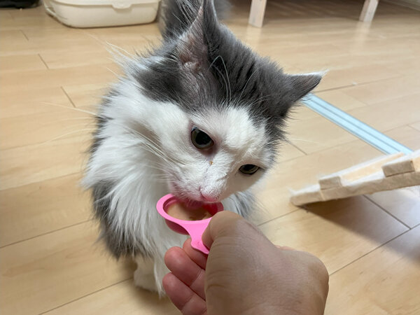 猫ペットシッター