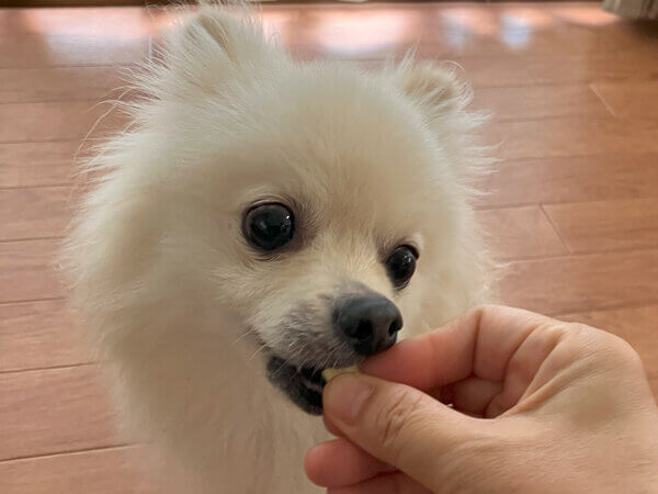 小型犬ポメラニアン×チワワペットホテル