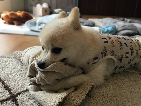 小型犬ポメラニアンペットシッター