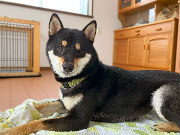 中型犬黒柴ペットホテル