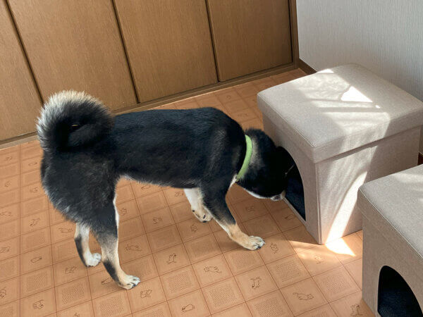 中型犬黒柴ペットホテル