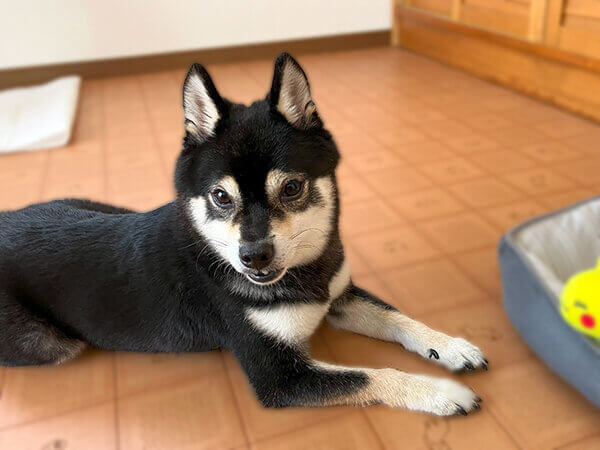 小型犬黒豆柴ペットホテル