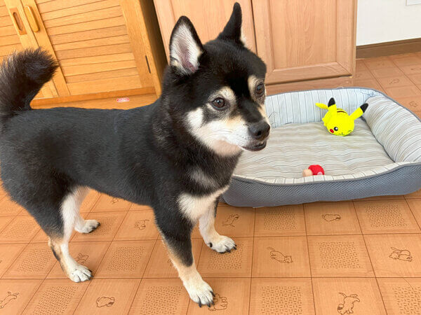 小型犬黒豆柴ペットホテル