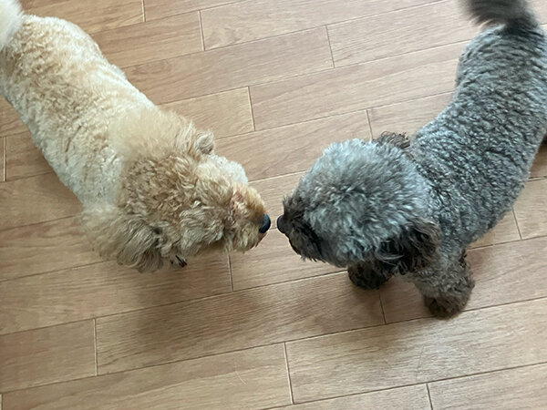 小型犬トイプードルペットホテル