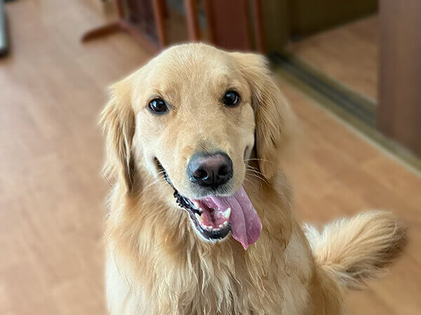 大型犬ゴールデンレトリバーペットホテル