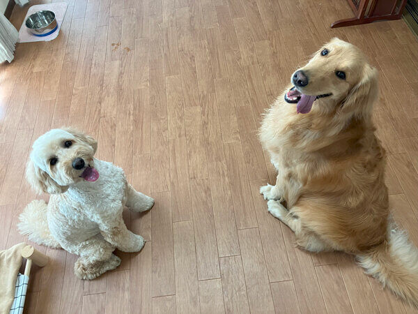 大型犬ゴールデンレトリバーペットホテル