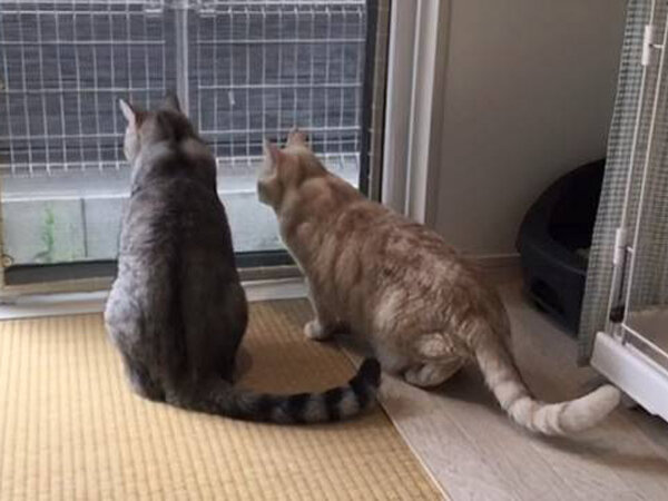 猫ペットシッター