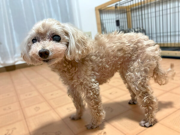 小型犬トイプードルペットホテル