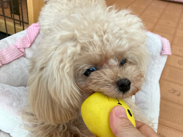 小型犬トイプードルペットホテル