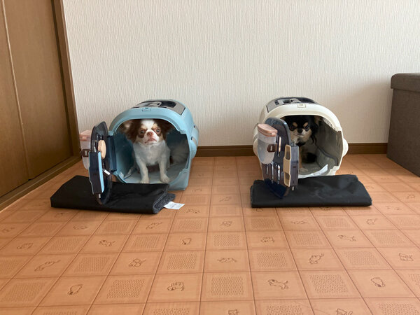 小型犬チワワペットホテル