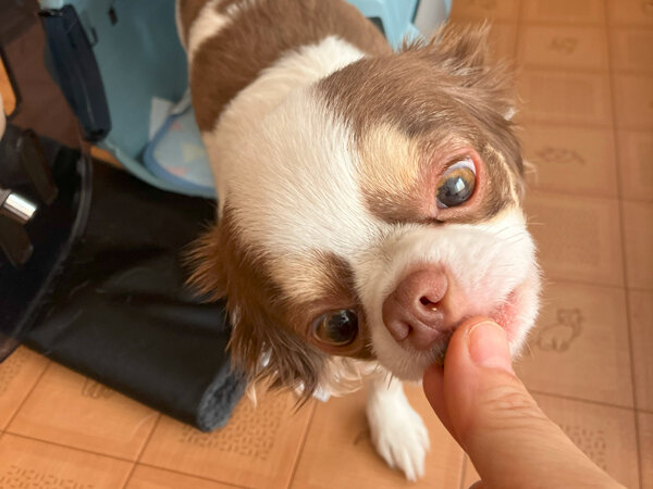 小型犬チワワペットホテル