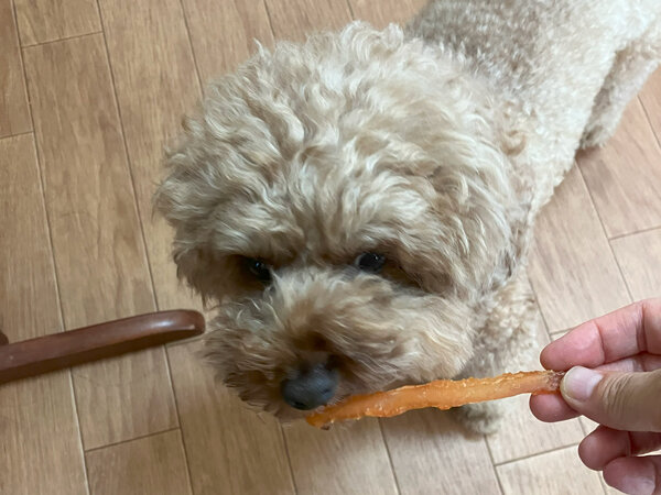 小型犬トイプードルペットホテル