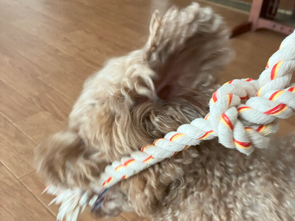 小型犬トイプードルペットホテル