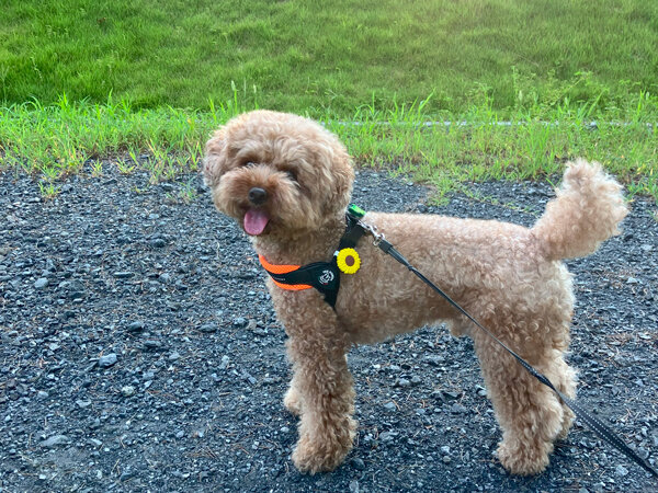 小型犬トイプードルペットホテル