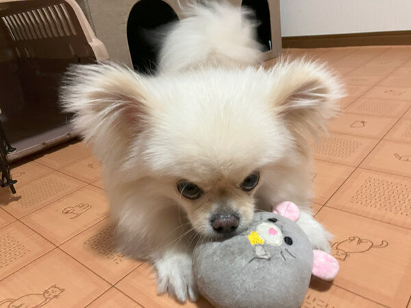 小型犬ポメラニアン×ペキニーズペットホテル