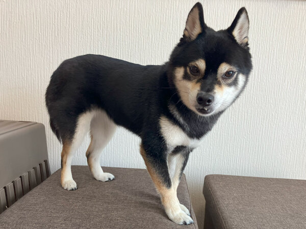 小型犬豆柴ペットホテル