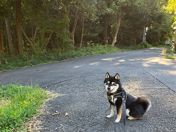 小型犬豆柴ペットホテル