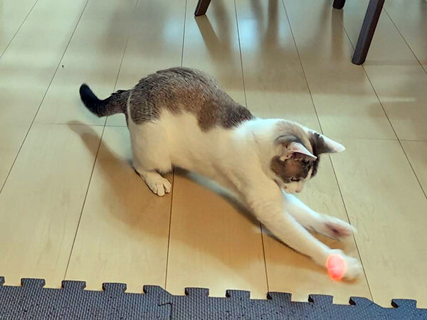 猫ペットシッター
