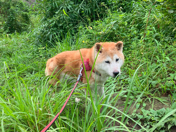 柴犬ペットシッター