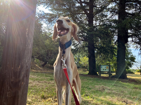 犬サルーキペットホテル