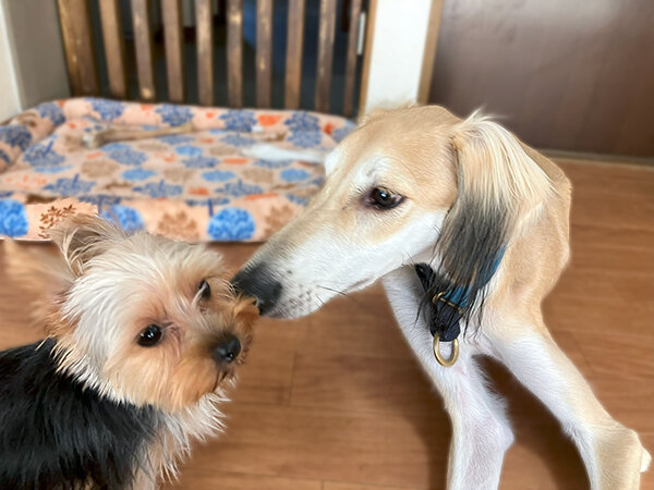 犬サルーキペットホテル