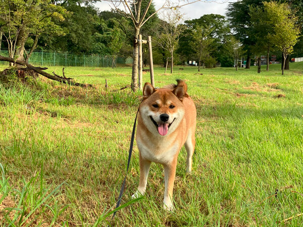 中型犬柴犬ペットホテル散歩