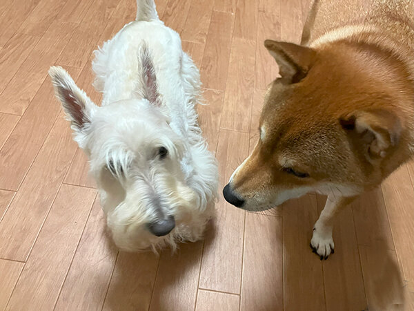 中型犬柴犬ペットホテル