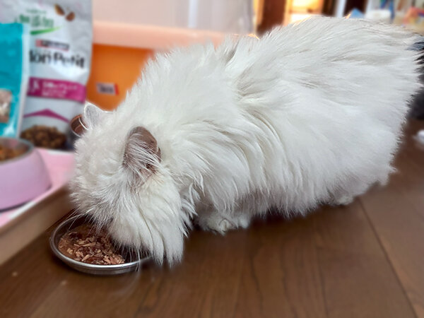 ペルシャ猫チンチラシルバーペットシッターご飯