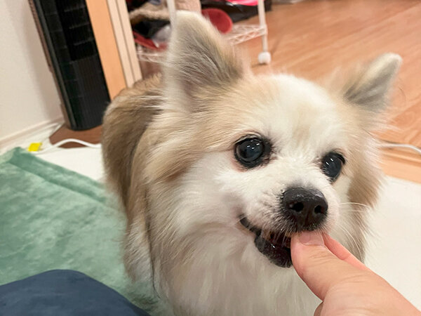 ポメラニアン小型犬ペットシッター