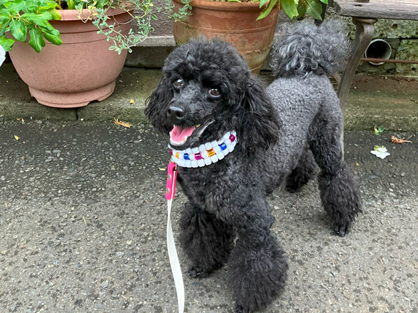 小型犬トイプードルペットホテル