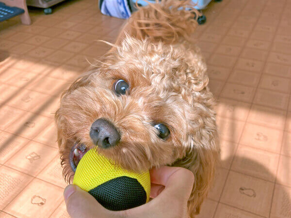 小型犬トイプードルペットホテル