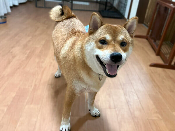 中型犬柴犬ペットホテル