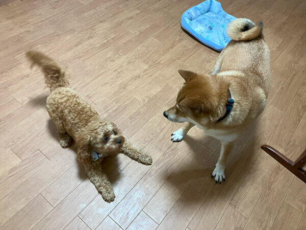 中型犬柴犬ペットホテル